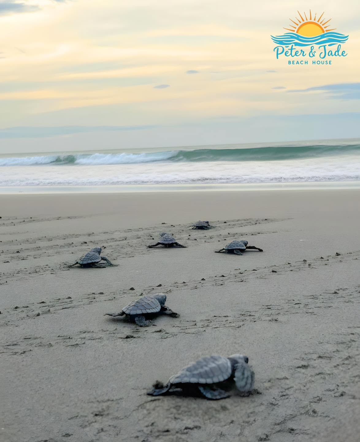Nearby beach in Morong, Bataan with sea turtles